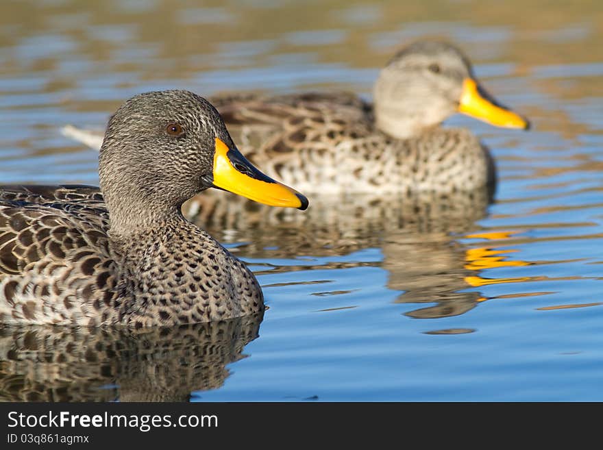 Two swimming yellow-billed ducks. Two swimming yellow-billed ducks