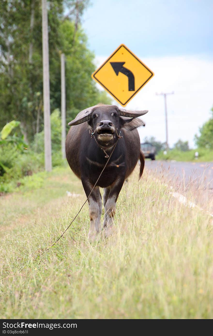 A buffalo is standing in a field near local road