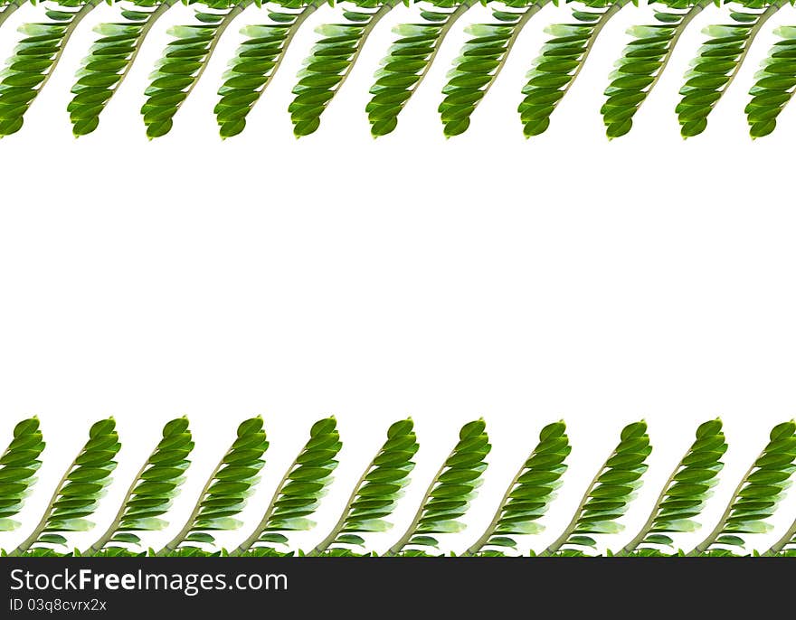 The leaves are used as the background design.