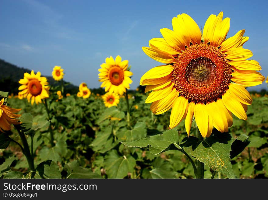 Ripe Sanflower