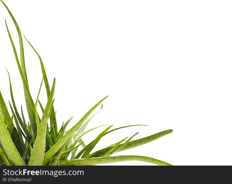 Bunch of aloe Vera leaves in pot