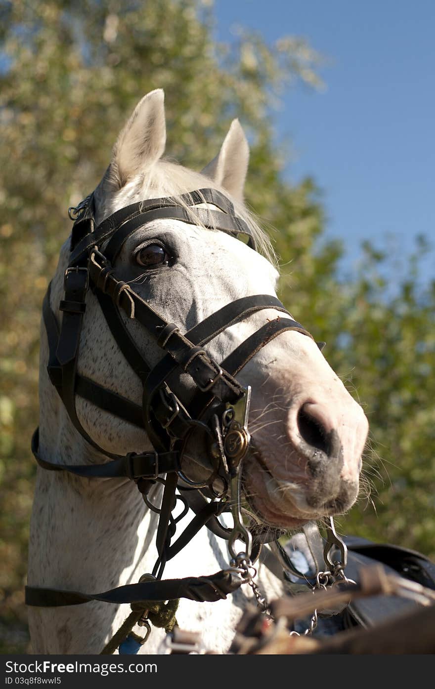 Head of a white horse against green trees and the sky