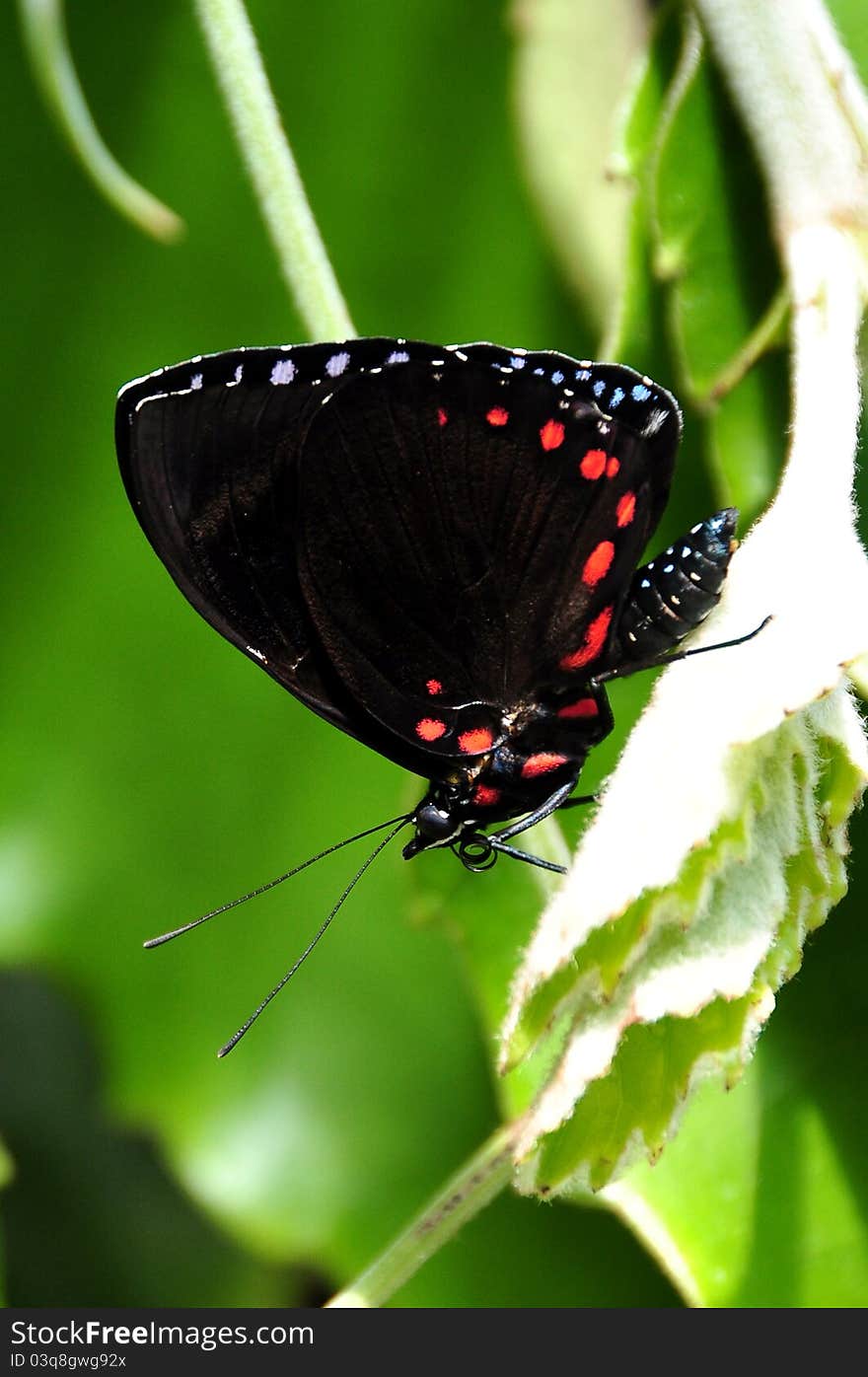 The Starry Night Butterfly