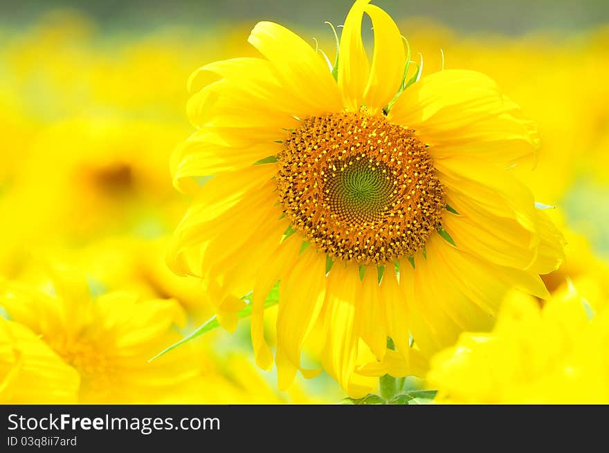 Sunflower field in lopburi thailand