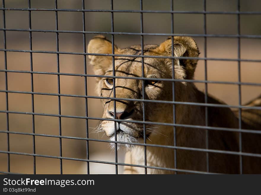 Young lion behind a fence