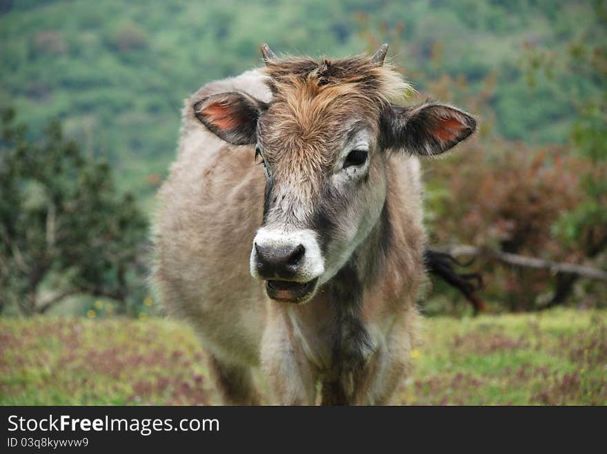 Cow