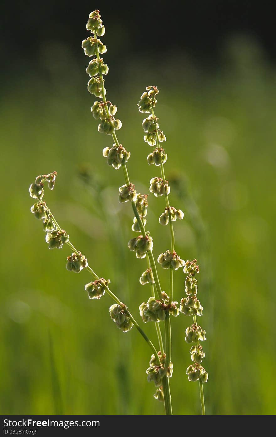 Back Lit Plant