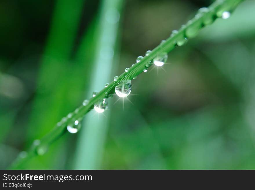 Dew on the grass on in the morning