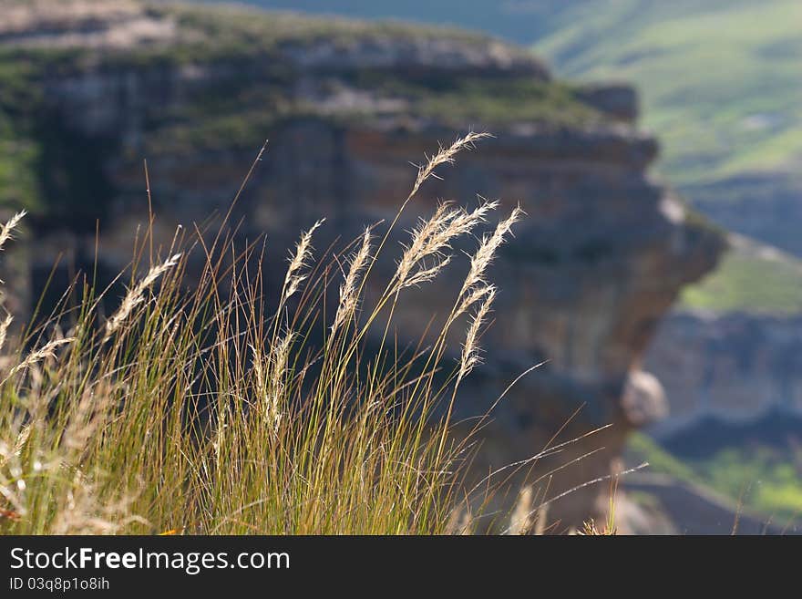 Grass stalks and seeds in south africa's drakensberg. Grass stalks and seeds in south africa's drakensberg