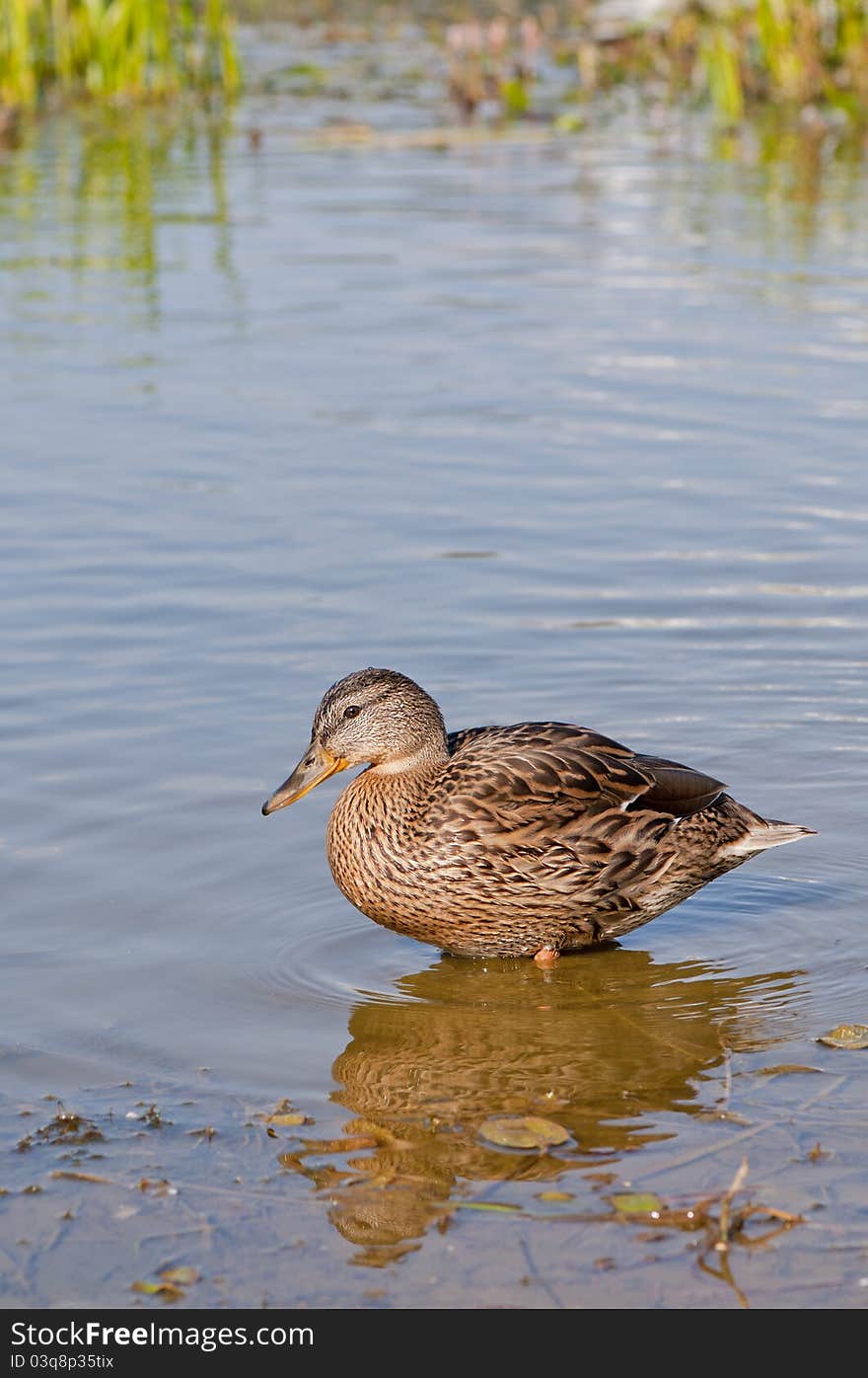 Duck in the lake on grass background