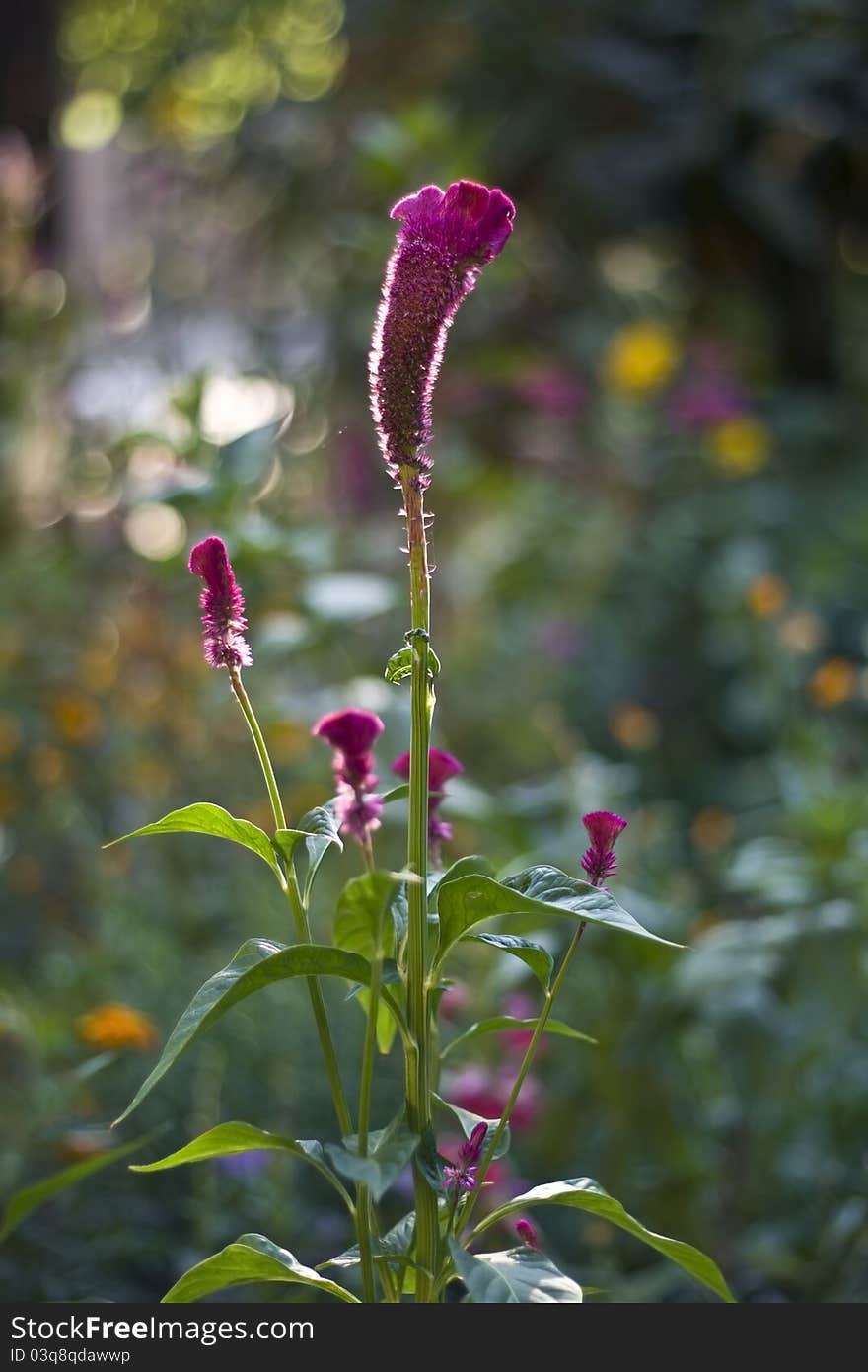 Purple Celosia