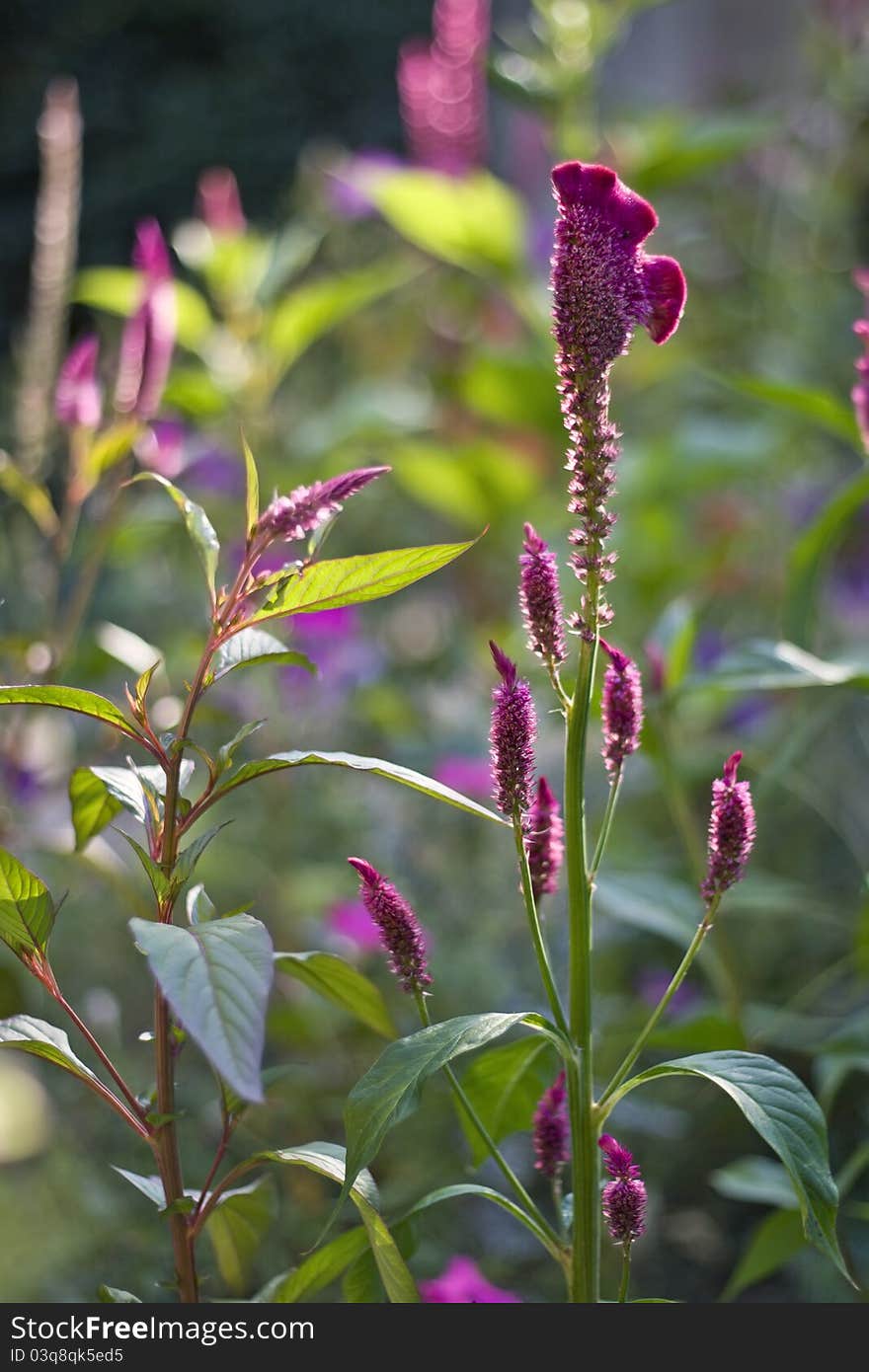 Wild Celosia