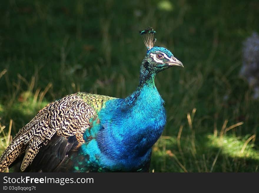 A blue peacock with grassy background. A blue peacock with grassy background