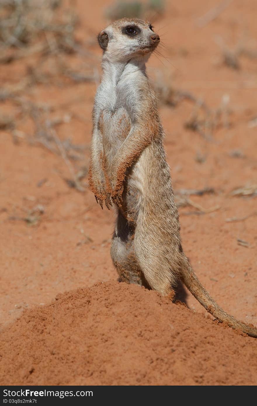 Kalahari meerkat