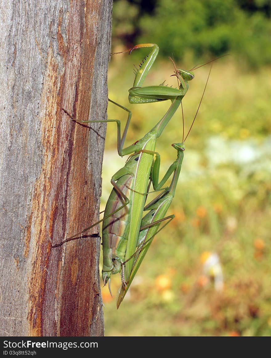 Pairing of mantises in a native habitat. Pairing of mantises in a native habitat