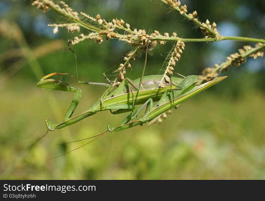 Pairing of mantises in a native habitat. Pairing of mantises in a native habitat