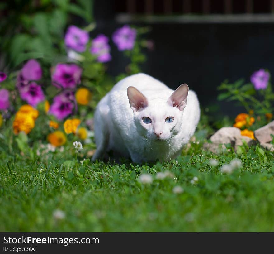 The white cat (with focus on eyes)