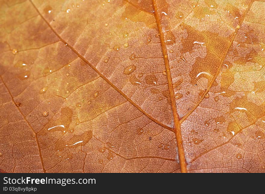 Wet Autumn Leaf - RAW Format