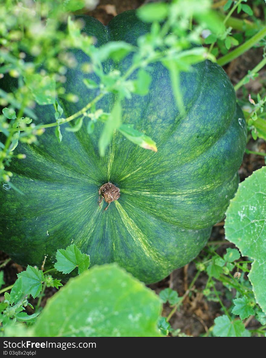 Green pumpkin laying on the floor among the fresh green greenery