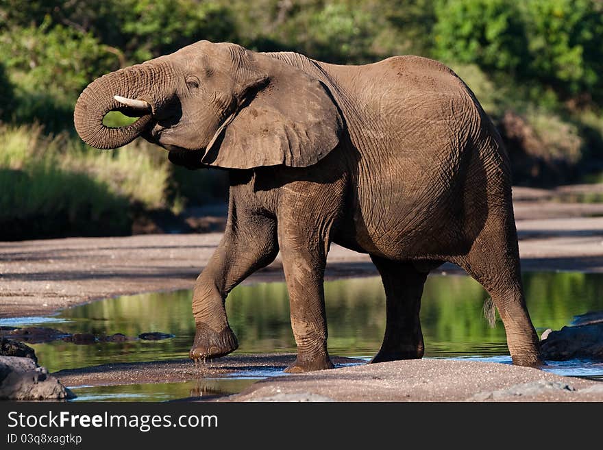 A massive elephant bull drinking water from a river standing in a very impressive position. A massive elephant bull drinking water from a river standing in a very impressive position