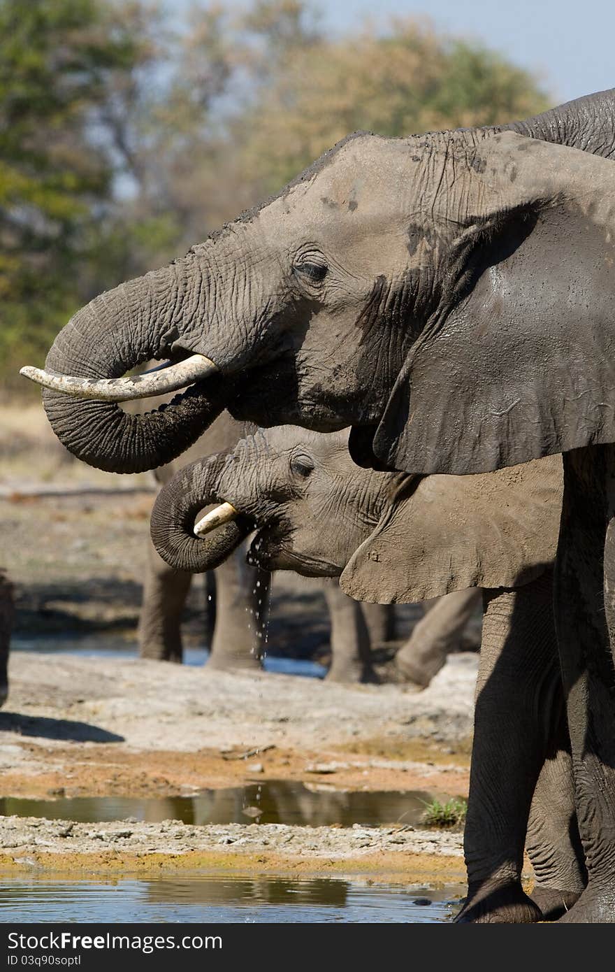 A herd of drinking elephants showing the heads of two animals. A herd of drinking elephants showing the heads of two animals