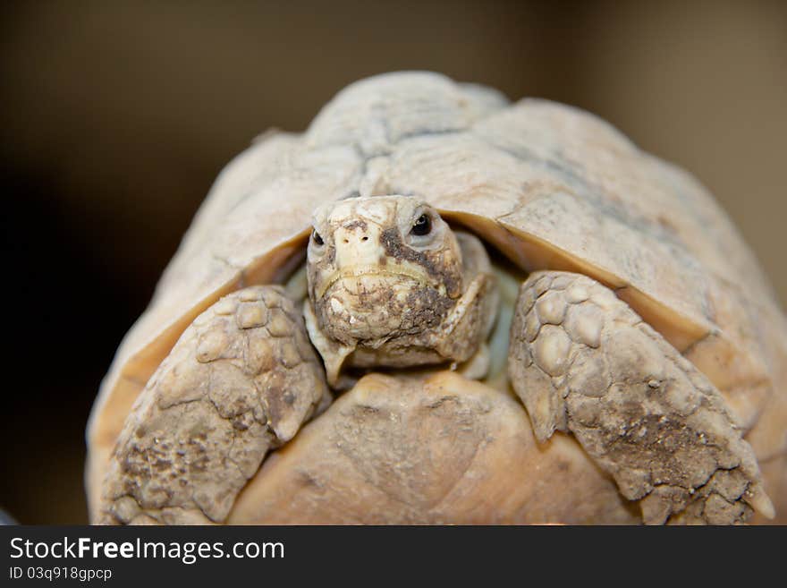 A close-up shot of a testudo hermanni turtle