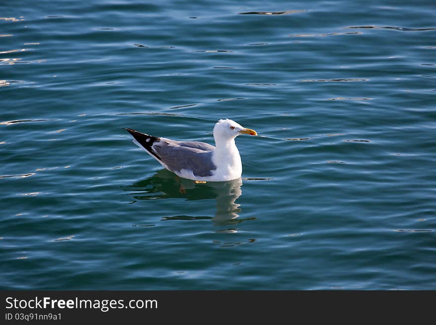 Seagull In The Water