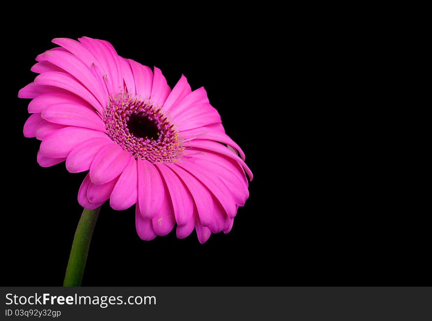 Pink gerbera on black background.