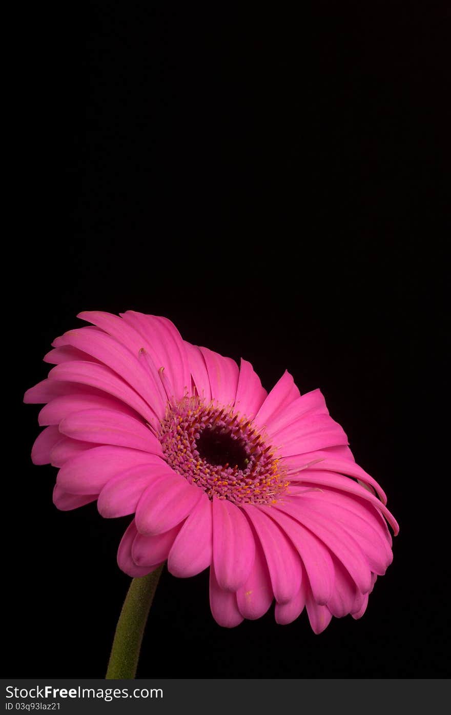 This image shows a pink gerbera on a blue background. This image shows a pink gerbera on a blue background.