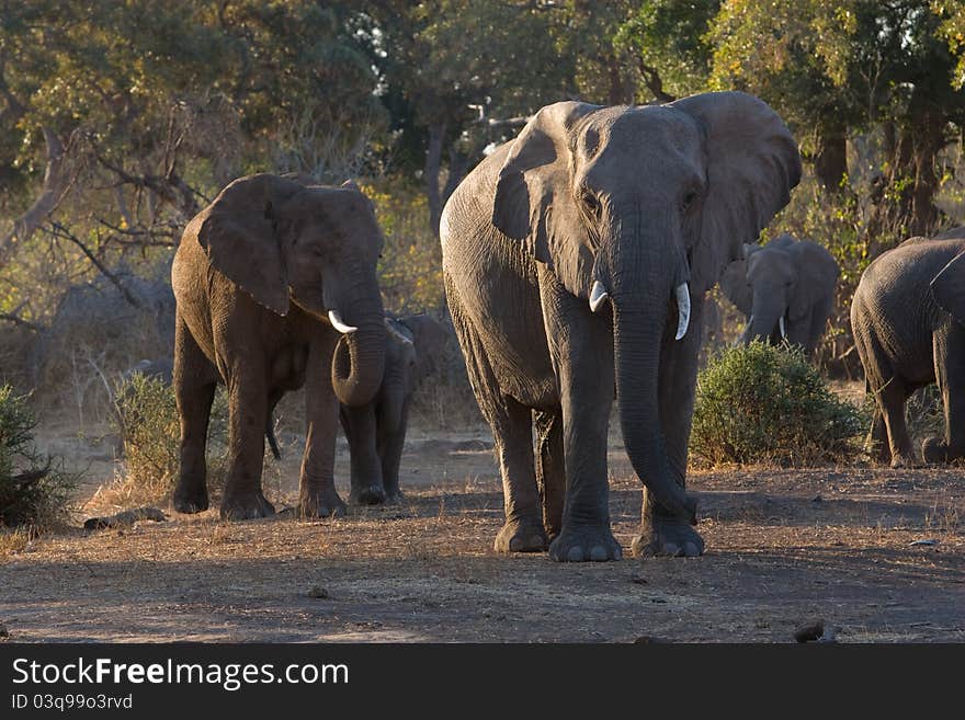 A herd of african elephants in a forested area in a botswana game reserve. A herd of african elephants in a forested area in a botswana game reserve