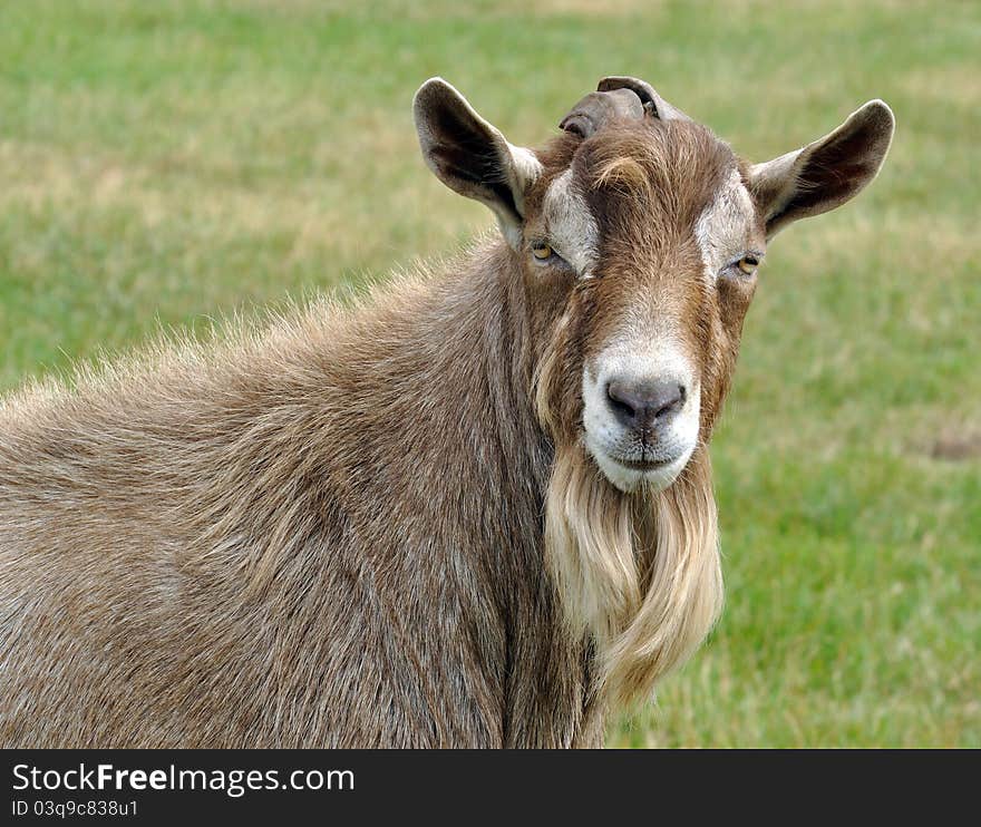 Brown goat in a field in the countryside