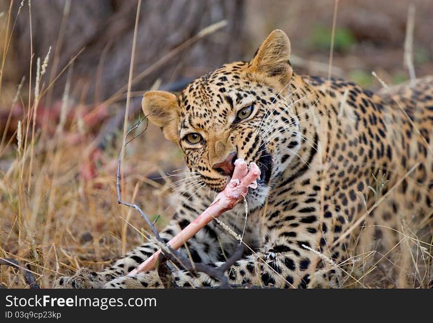 A young male leopard feeding on a carcass holding a bone between its paws. A young male leopard feeding on a carcass holding a bone between its paws