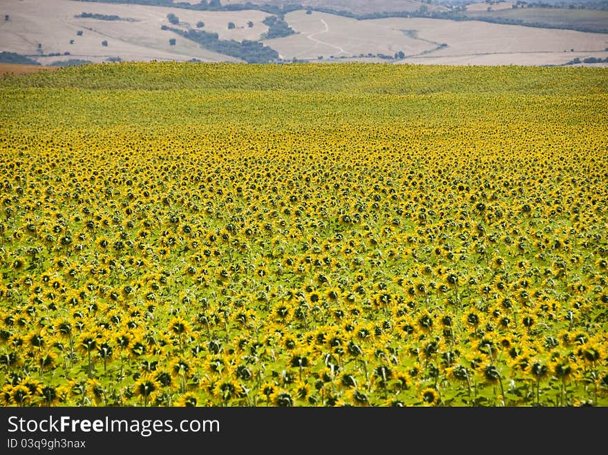 Sunflowers  Field