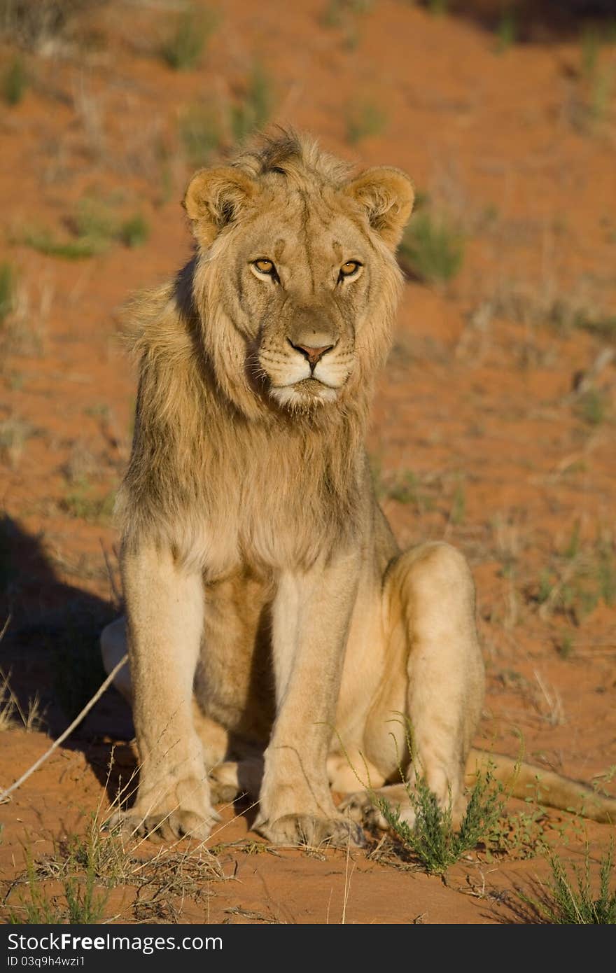 A young male lion sitting upright in beautiful golden light in the kalahari desert