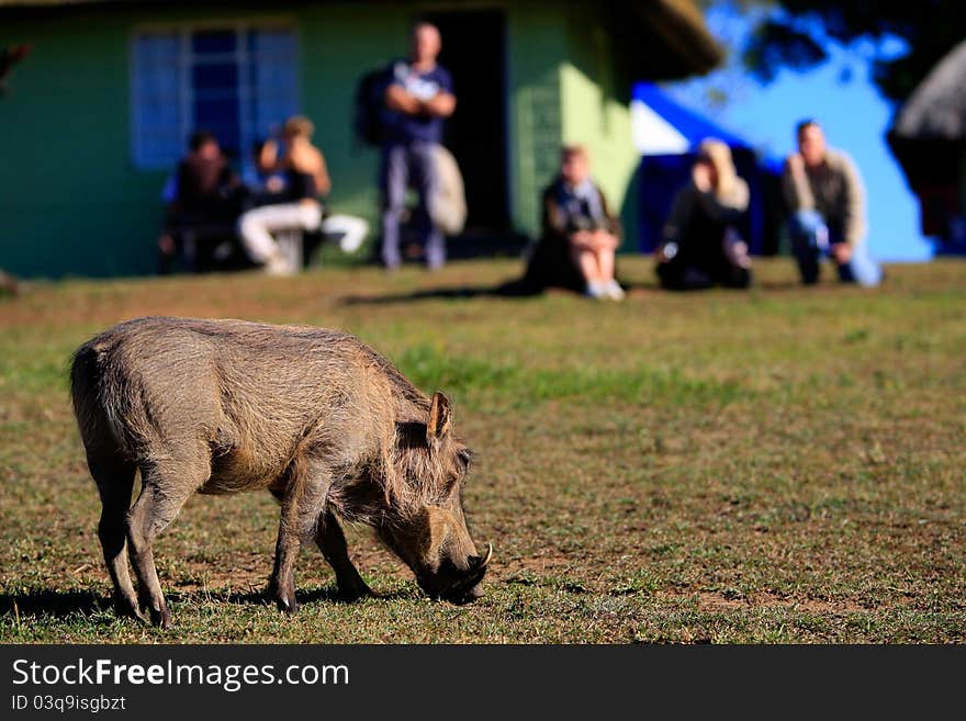 A warthog female being watched by a group of people on safari in africa. A warthog female being watched by a group of people on safari in africa