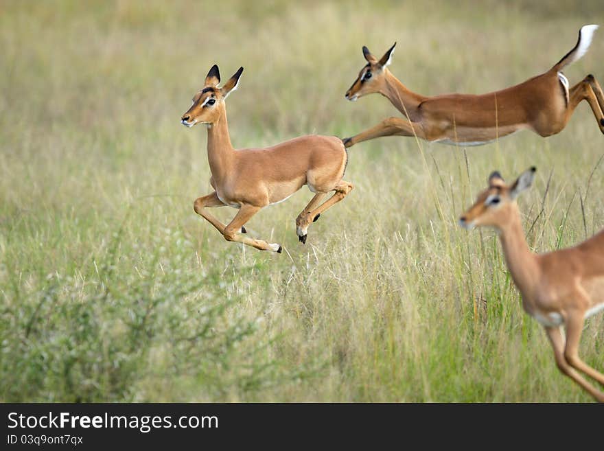 Jumping impalas