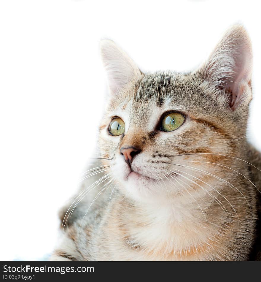 A beautiful female cat looking up. A beautiful female cat looking up