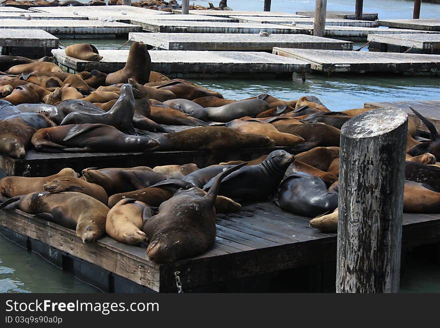 Crowd of california sea lions sunning on Pier 39 in San Francisco. Crowd of california sea lions sunning on Pier 39 in San Francisco