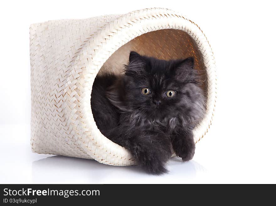 Young, longhair british grey cat isolated on white. Studio shots. Young, longhair british grey cat isolated on white. Studio shots