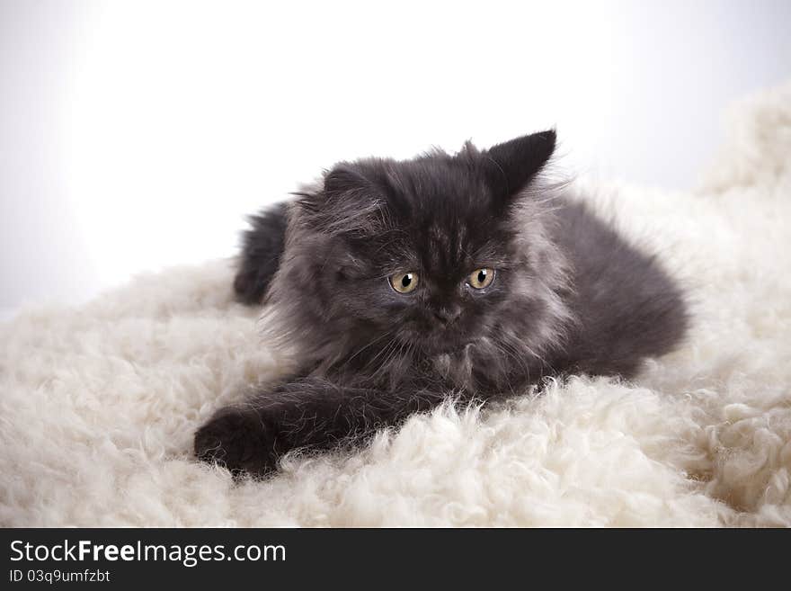 Young, longhair british grey cat isolated on white. Studio shots. Young, longhair british grey cat isolated on white. Studio shots