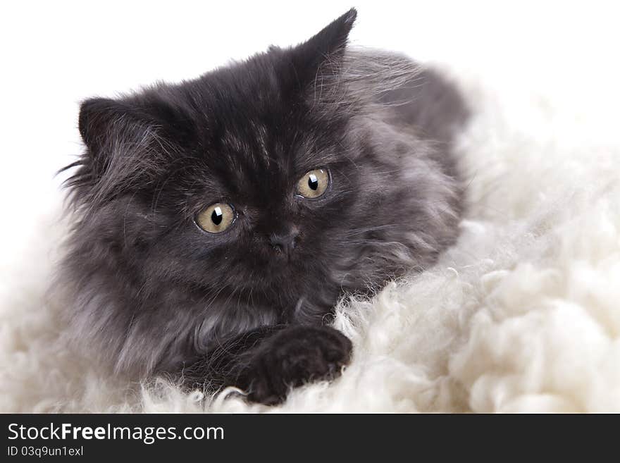 Young, longhair british grey cat isolated on white. Studio shots. Young, longhair british grey cat isolated on white. Studio shots