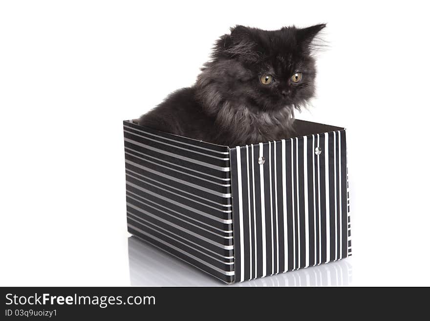 Young, longhair british grey cat isolated on white. Studio shots. Young, longhair british grey cat isolated on white. Studio shots