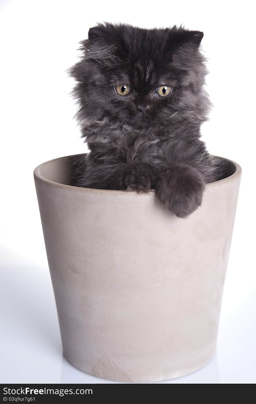 Young, longhair british grey cat isolated on white. Studio shots. Young, longhair british grey cat isolated on white. Studio shots