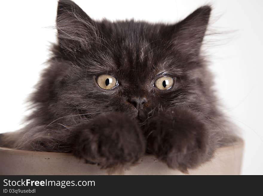 Young, longhair british grey cat isolated on white. Studio shots. Young, longhair british grey cat isolated on white. Studio shots