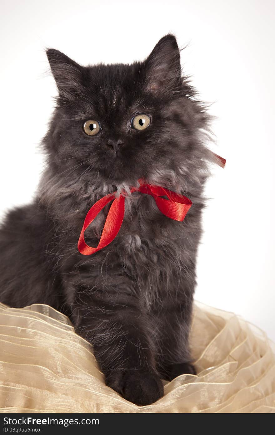 Young, longhair british grey cat isolated on white. Studio shots. Young, longhair british grey cat isolated on white. Studio shots