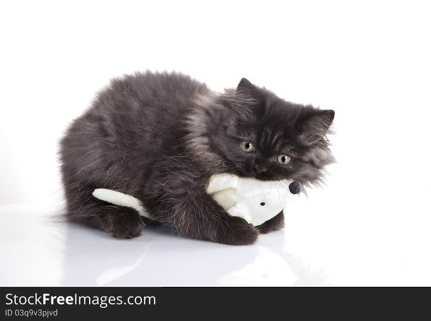 Young, longhair british grey cat isolated on white. Studio shots. Young, longhair british grey cat isolated on white. Studio shots