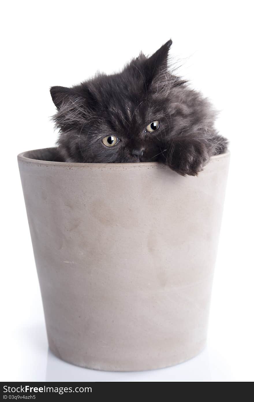 Young, longhair british grey cat in pot isolated on white. Studio shots. Young, longhair british grey cat in pot isolated on white. Studio shots