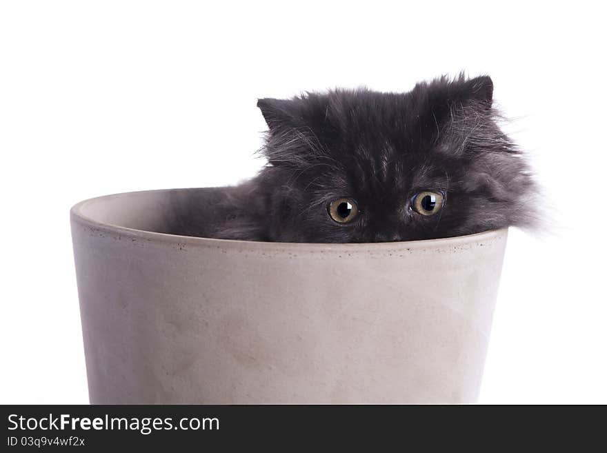 Young, longhair british grey cat isolated on white. Studio shots. Young, longhair british grey cat isolated on white. Studio shots