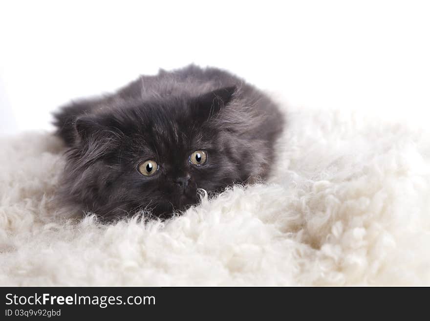 Young, longhair british grey cat isolated on white. Studio shots. Young, longhair british grey cat isolated on white. Studio shots