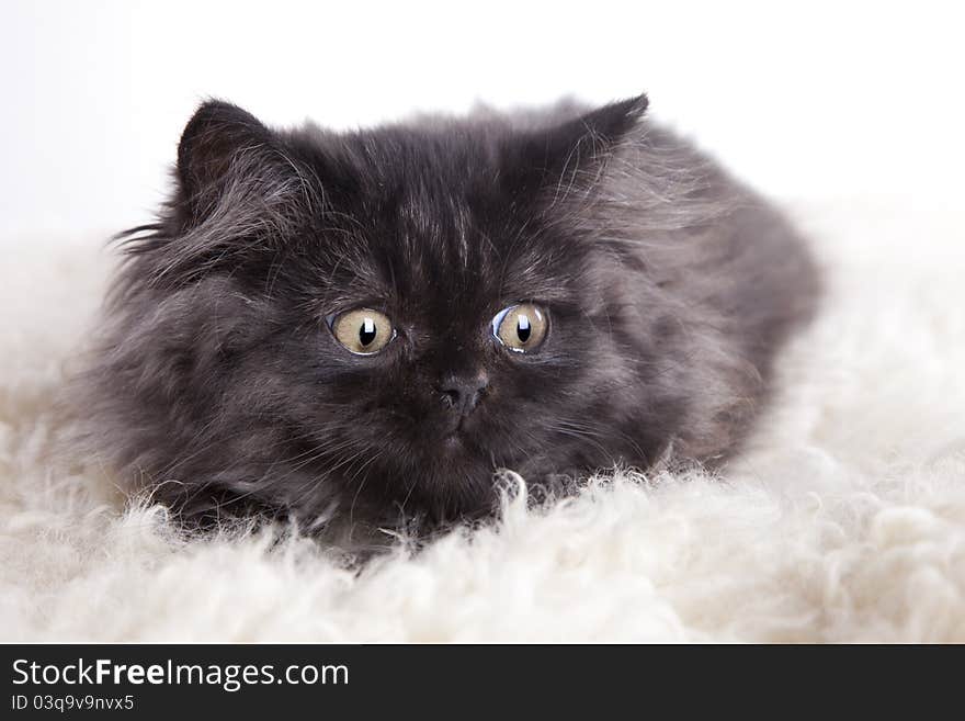 Young, longhair british grey cat isolated on white. Studio shots. Young, longhair british grey cat isolated on white. Studio shots